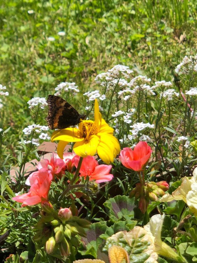 Horska Chata Primula - 1000 M Nad Morom Зуберец Экстерьер фото